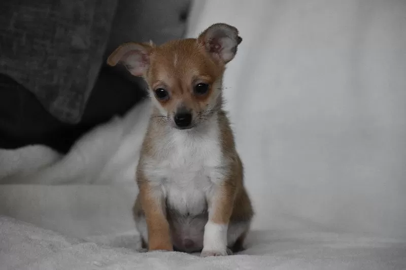 Roscoe