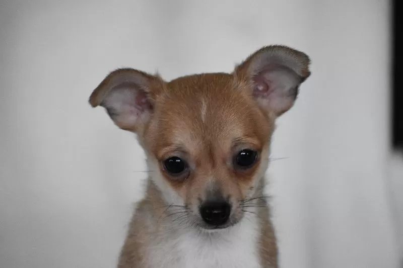 Roscoe