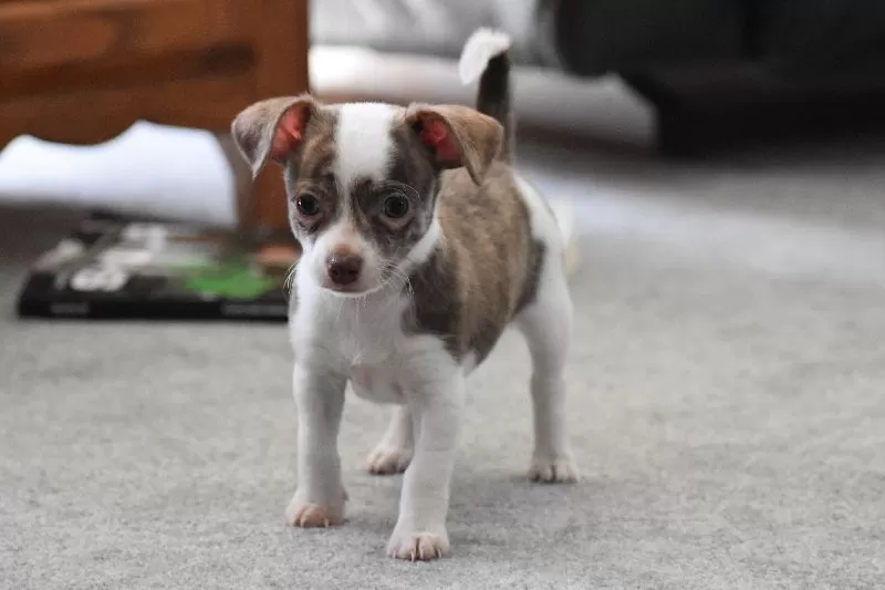 Puppy Name: Rocky