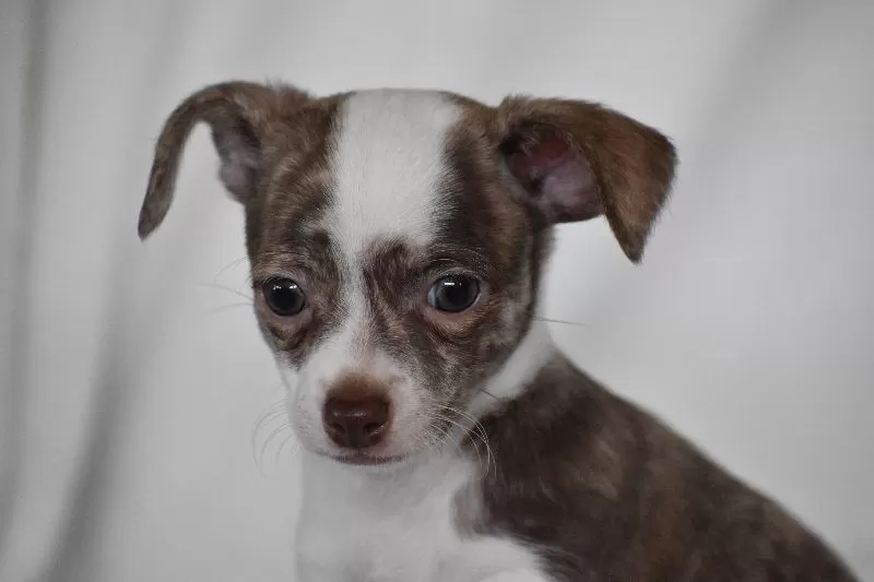 Rocky