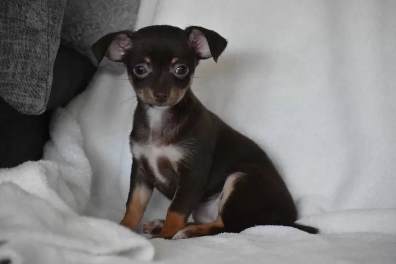 Puppy Name: Rolo
