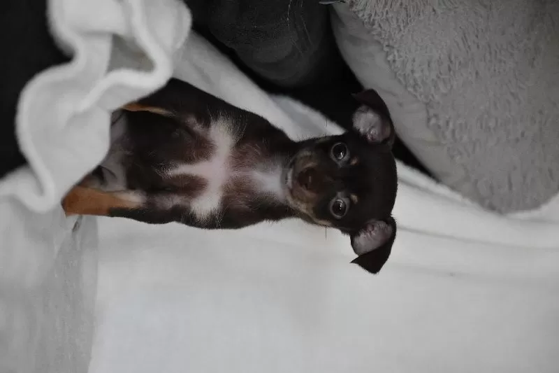 Rolo