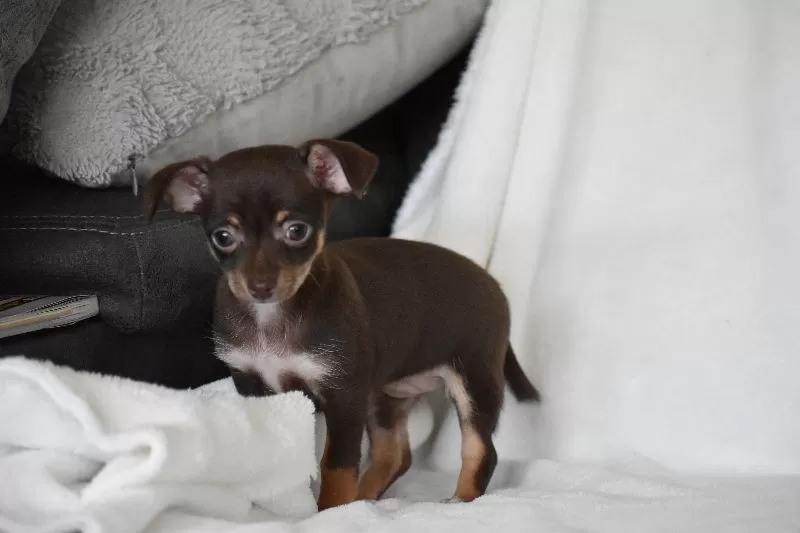 Rolo