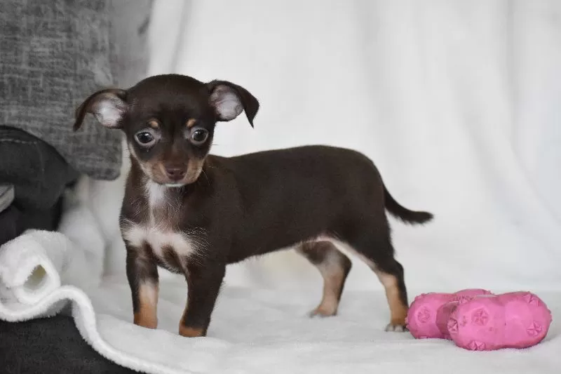 Rolo