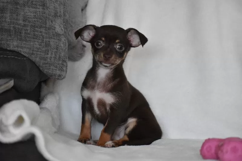Rolo