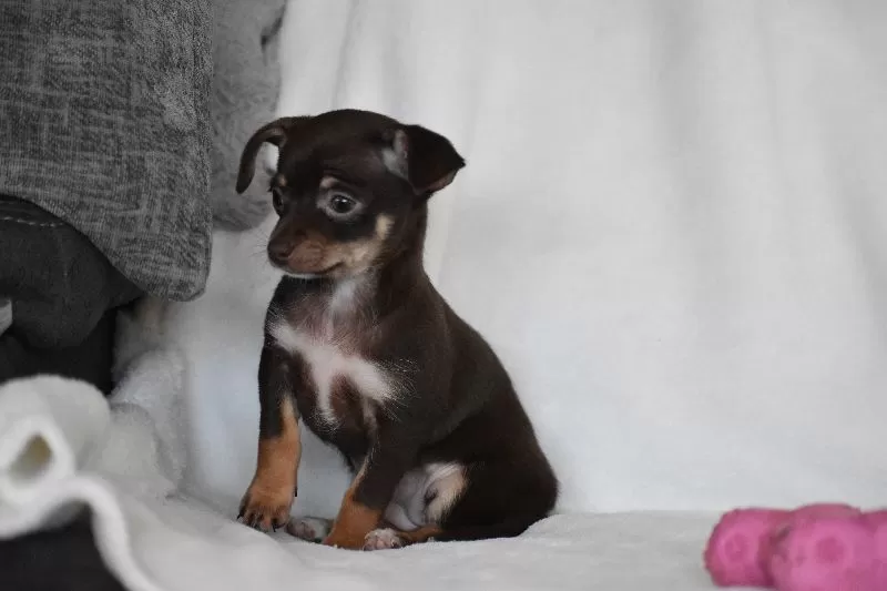 Rolo