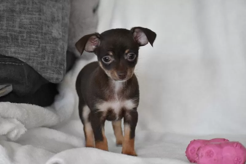 Rolo