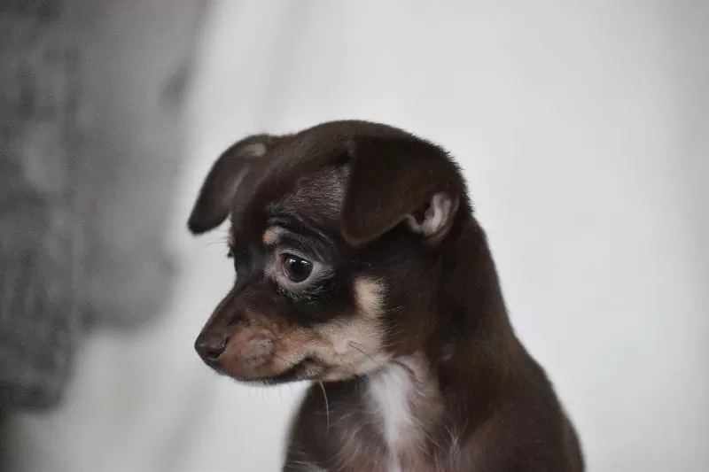 Rolo