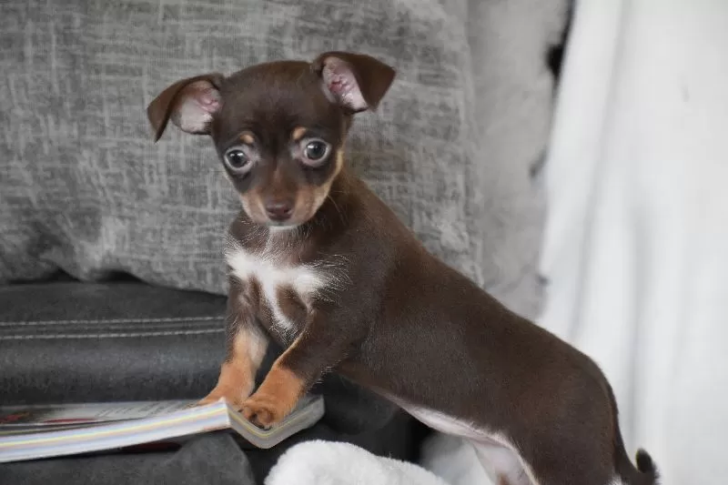 Rolo