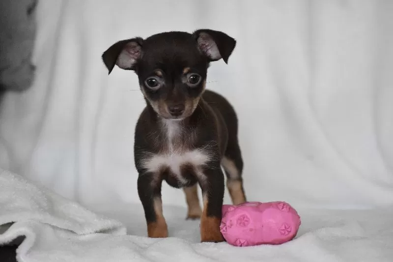Rolo