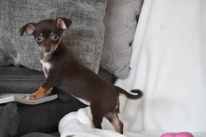 Rolo