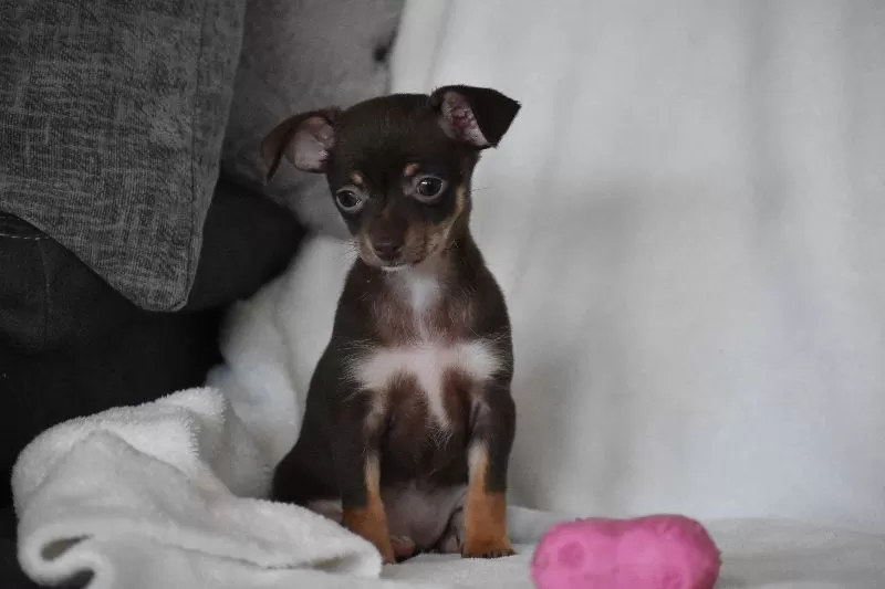 Rolo