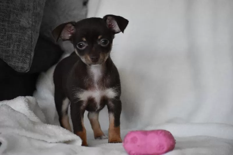 Rolo