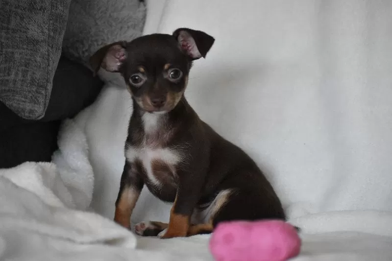 Rolo