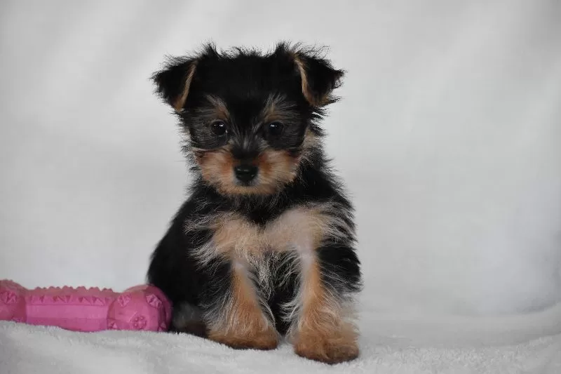 Puppy Name: Olive