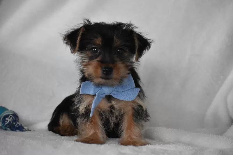 Puppy Name: Blake