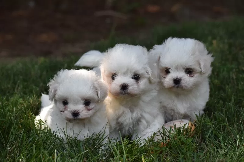 Puppy Name: Ophelia's puppies