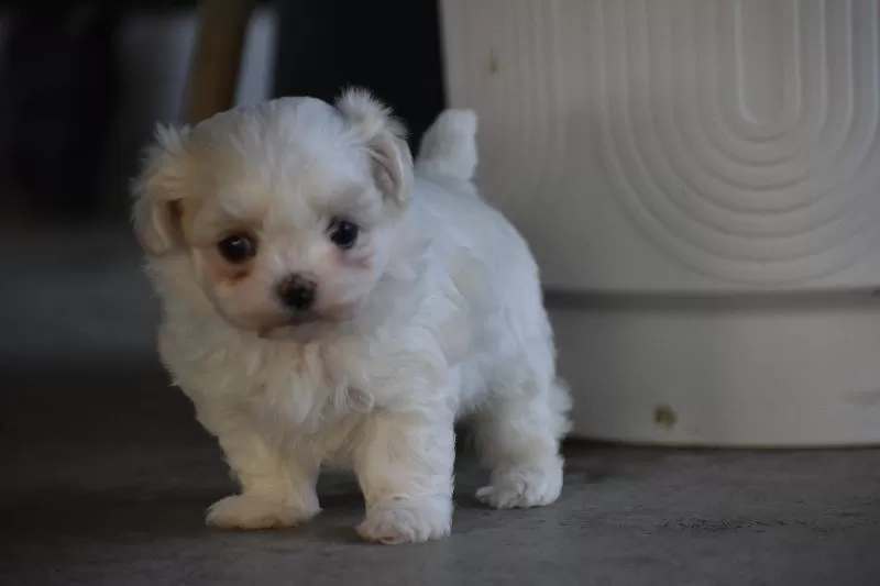 Ophelia's puppies