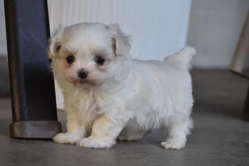 Ophelia's puppies