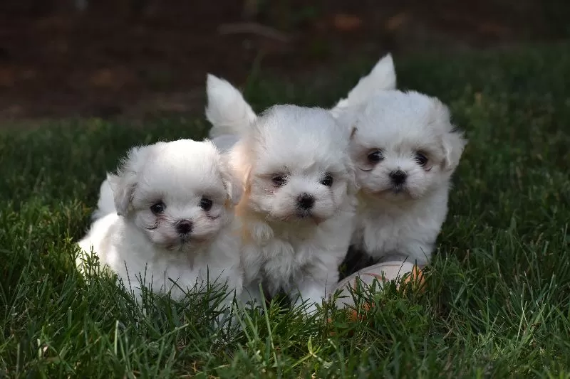 Ophelia's puppies
