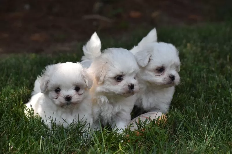 Ophelia's puppies