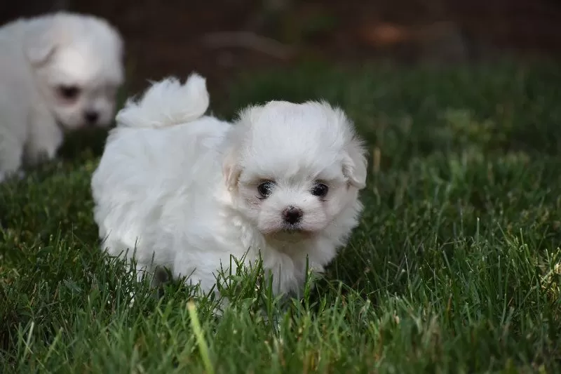 Ophelia's puppies