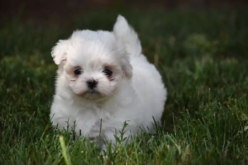 Ophelia's puppies