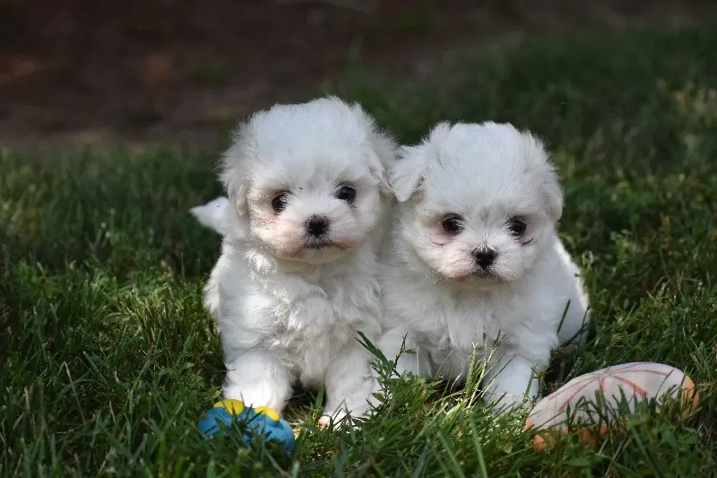 Ophelia's puppies