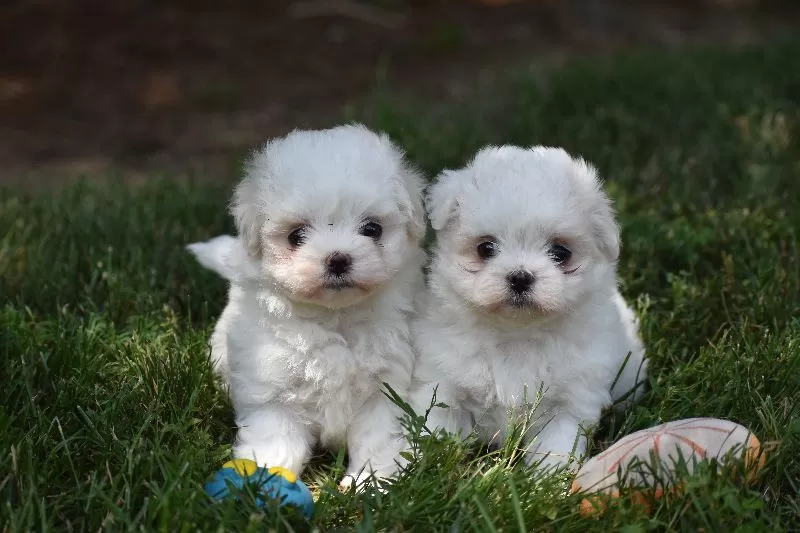 Ophelia's puppies