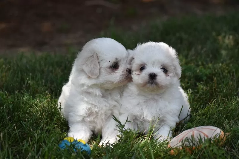 Ophelia's puppies