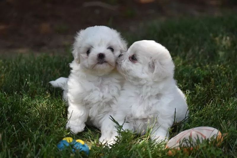 Ophelia's puppies
