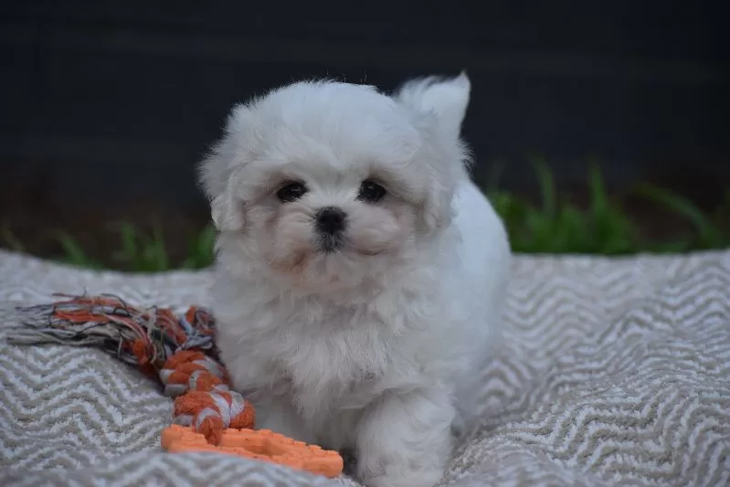 Puppy Name: Olaf