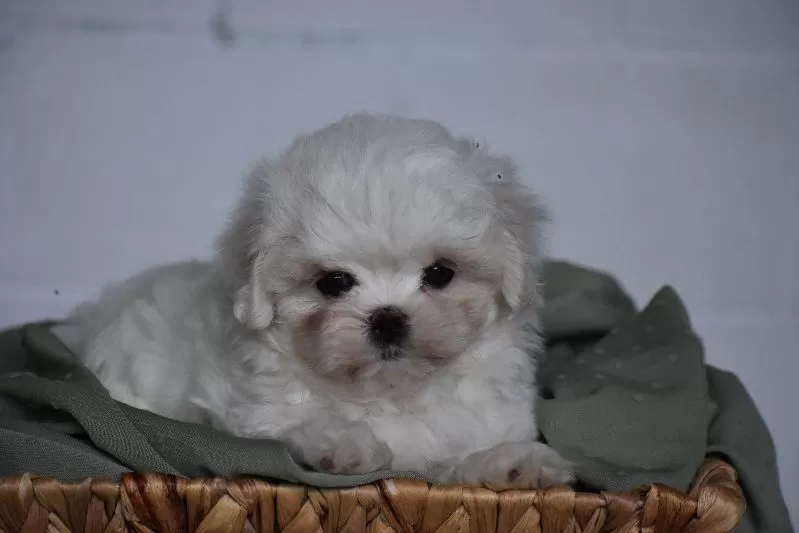 Olaf