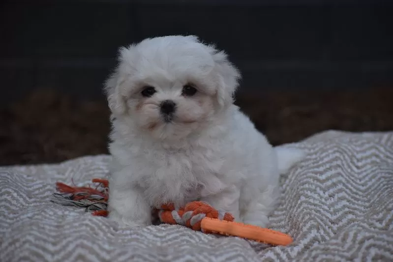 Olaf