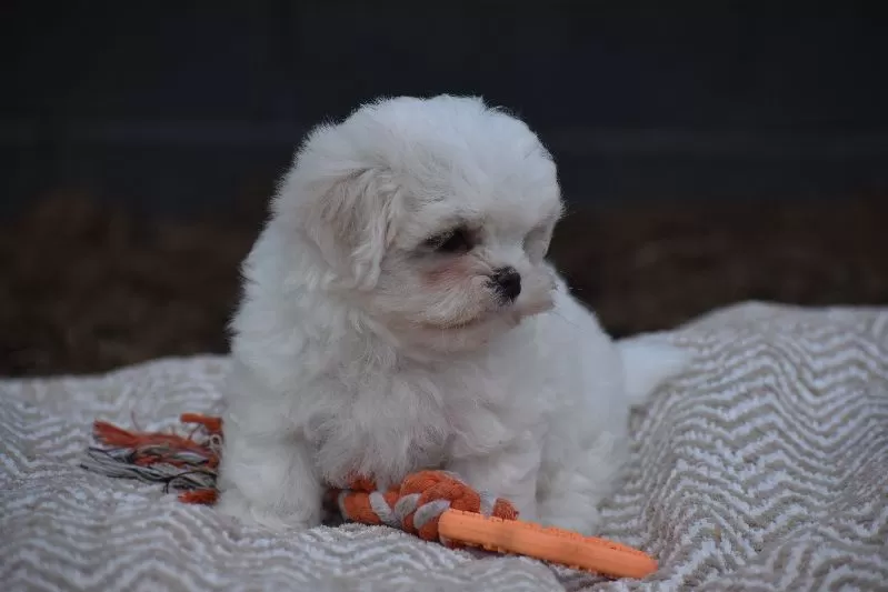 Olaf