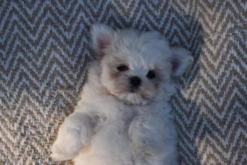Olaf