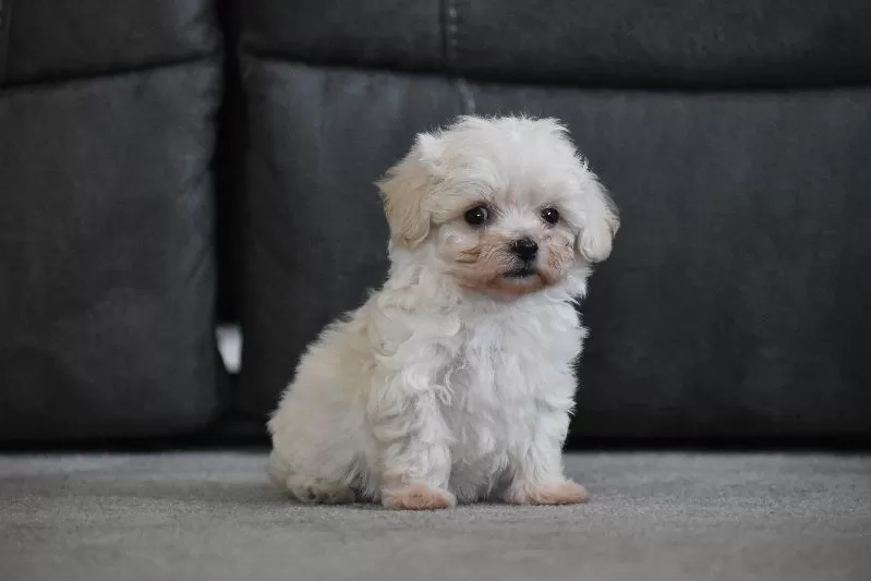 Puppy Name: Archie