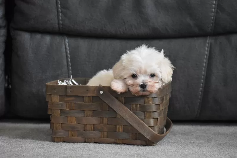 Archie