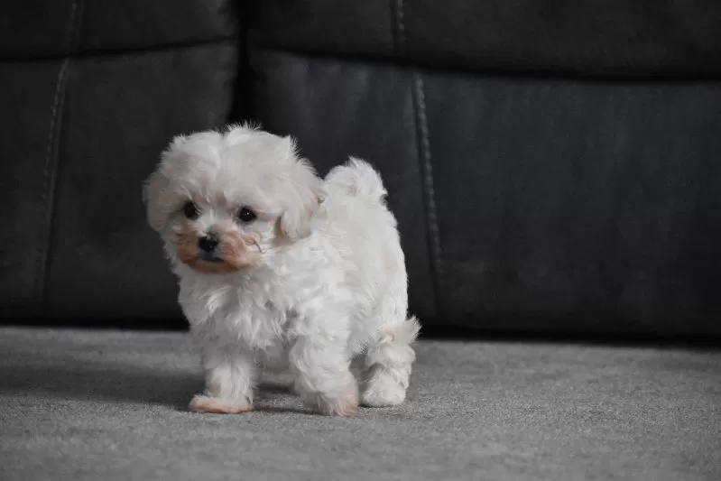 Archie