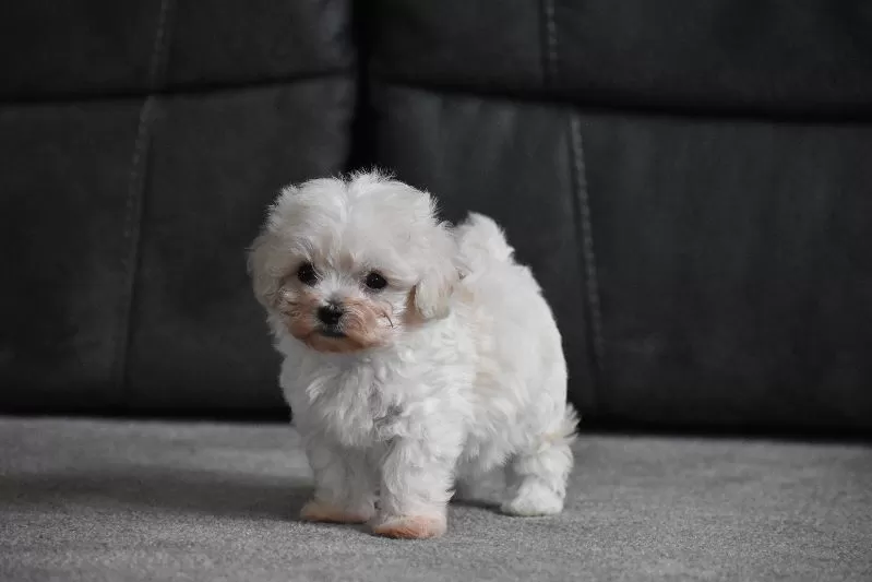 Archie