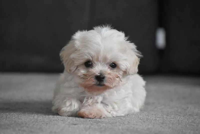 Archie