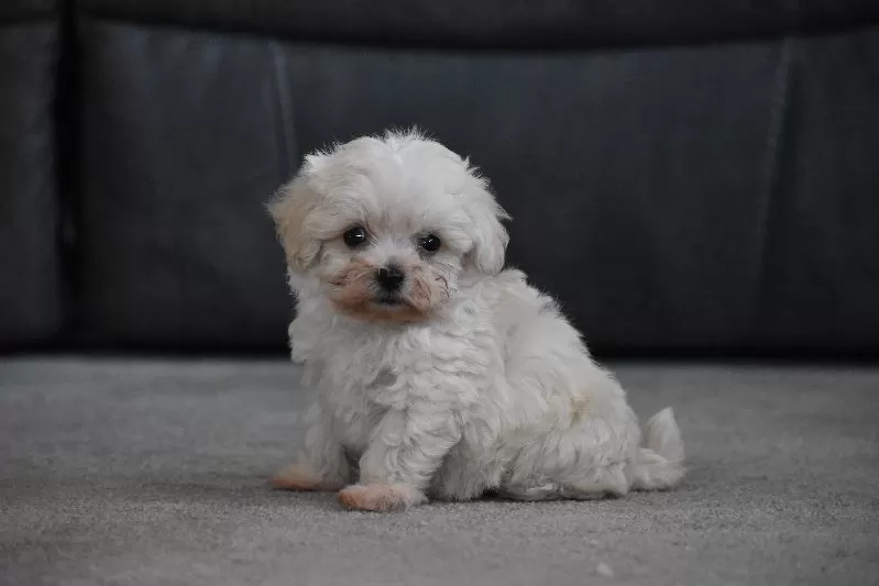 Archie