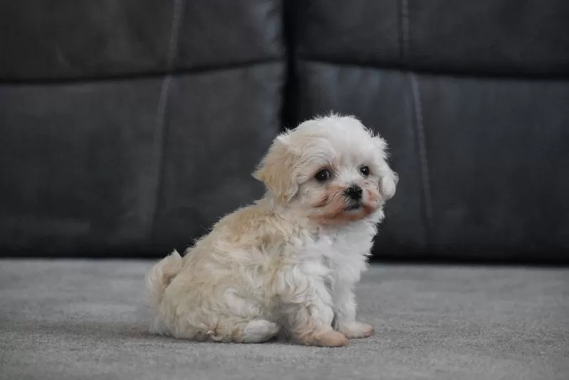 Archie