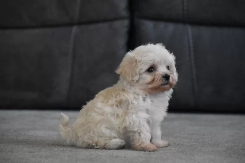 Archie