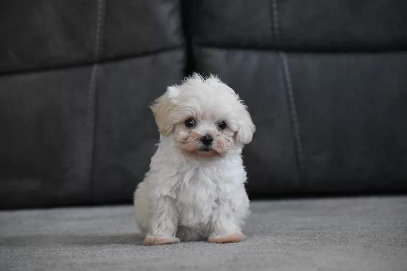 Archie