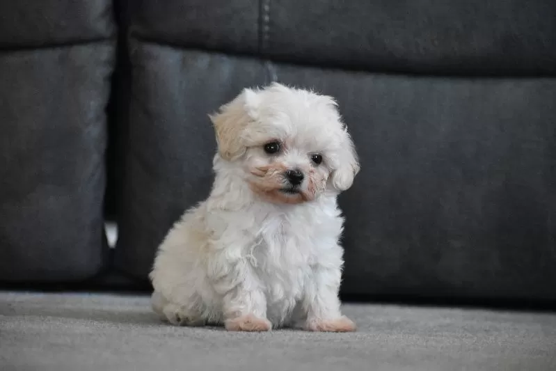 Archie