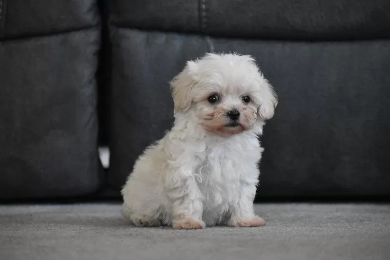 Archie