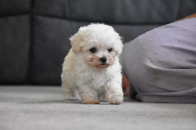 Archie