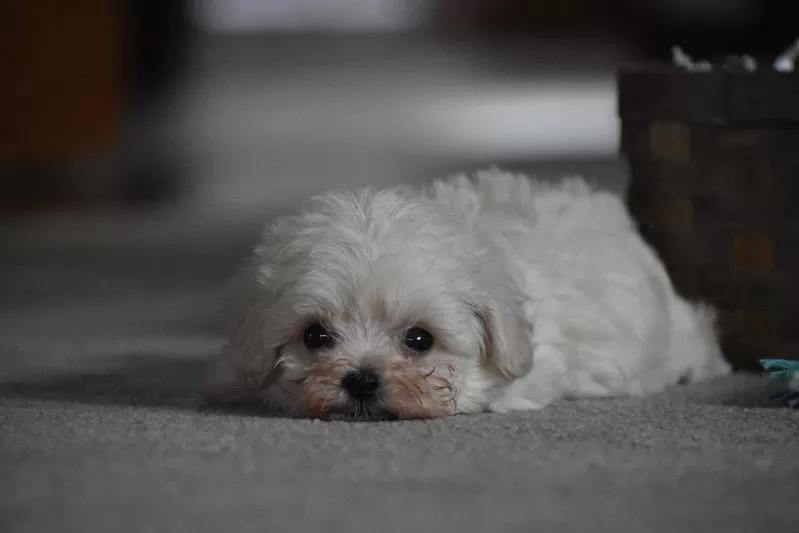 Archie