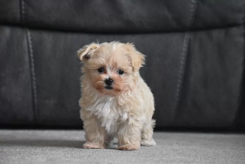 Puppy Name: Leo